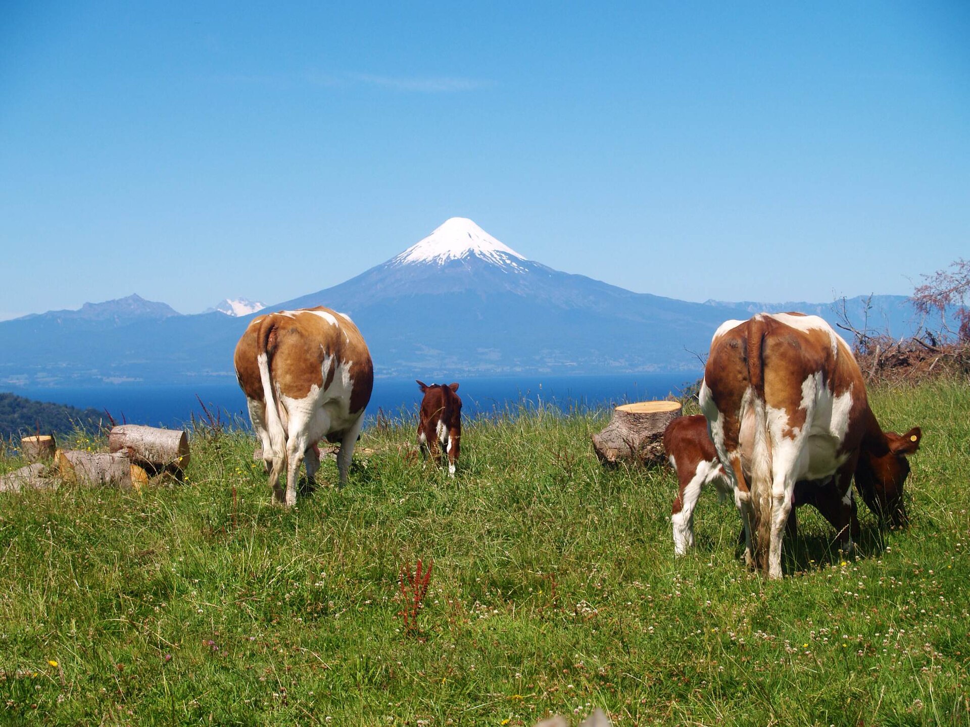 Cattle grazing on green pasture with Osorno volcano across the lake