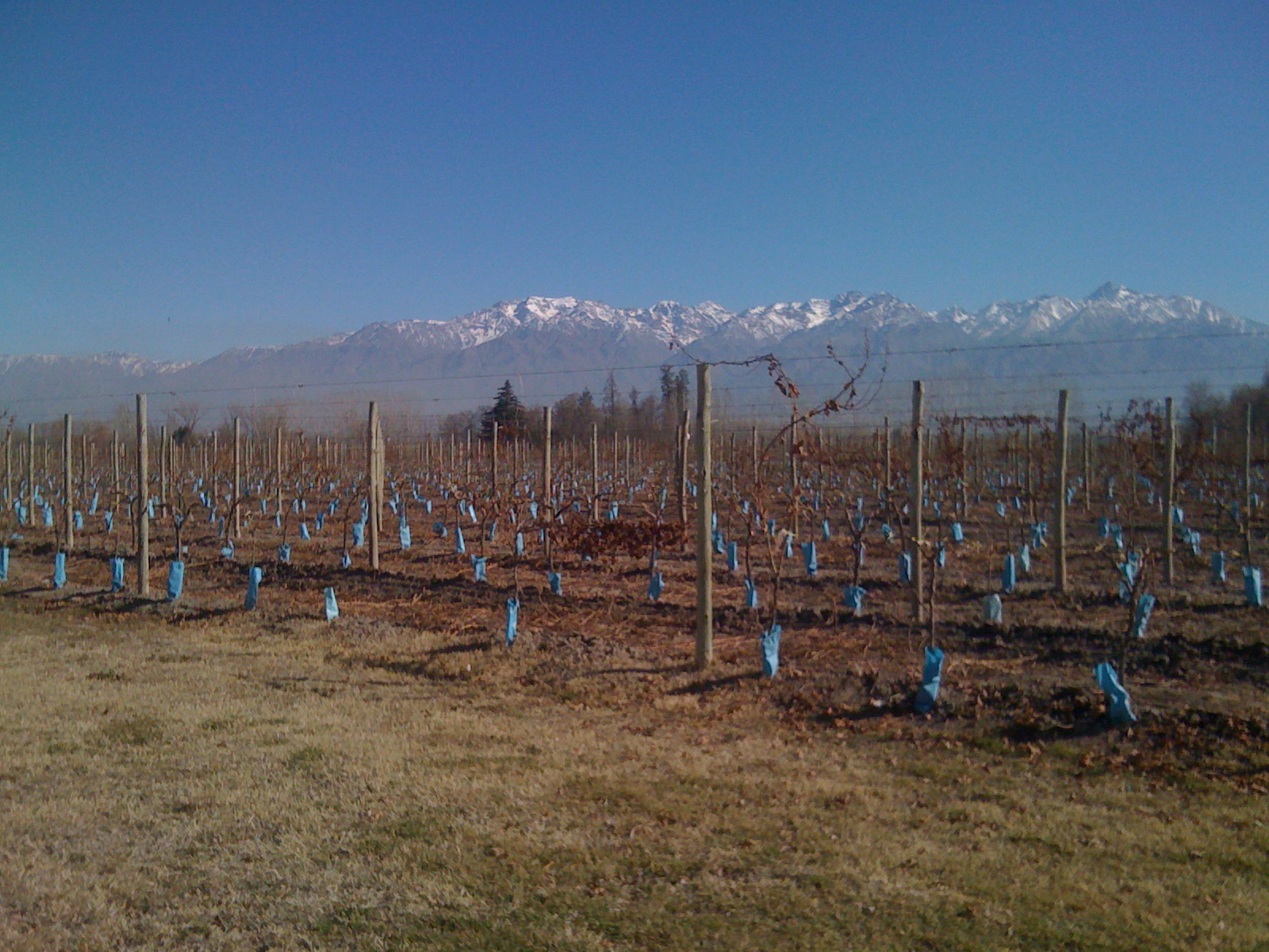 Vineyards at Tupungato with the Cordón del Plata mountains behind