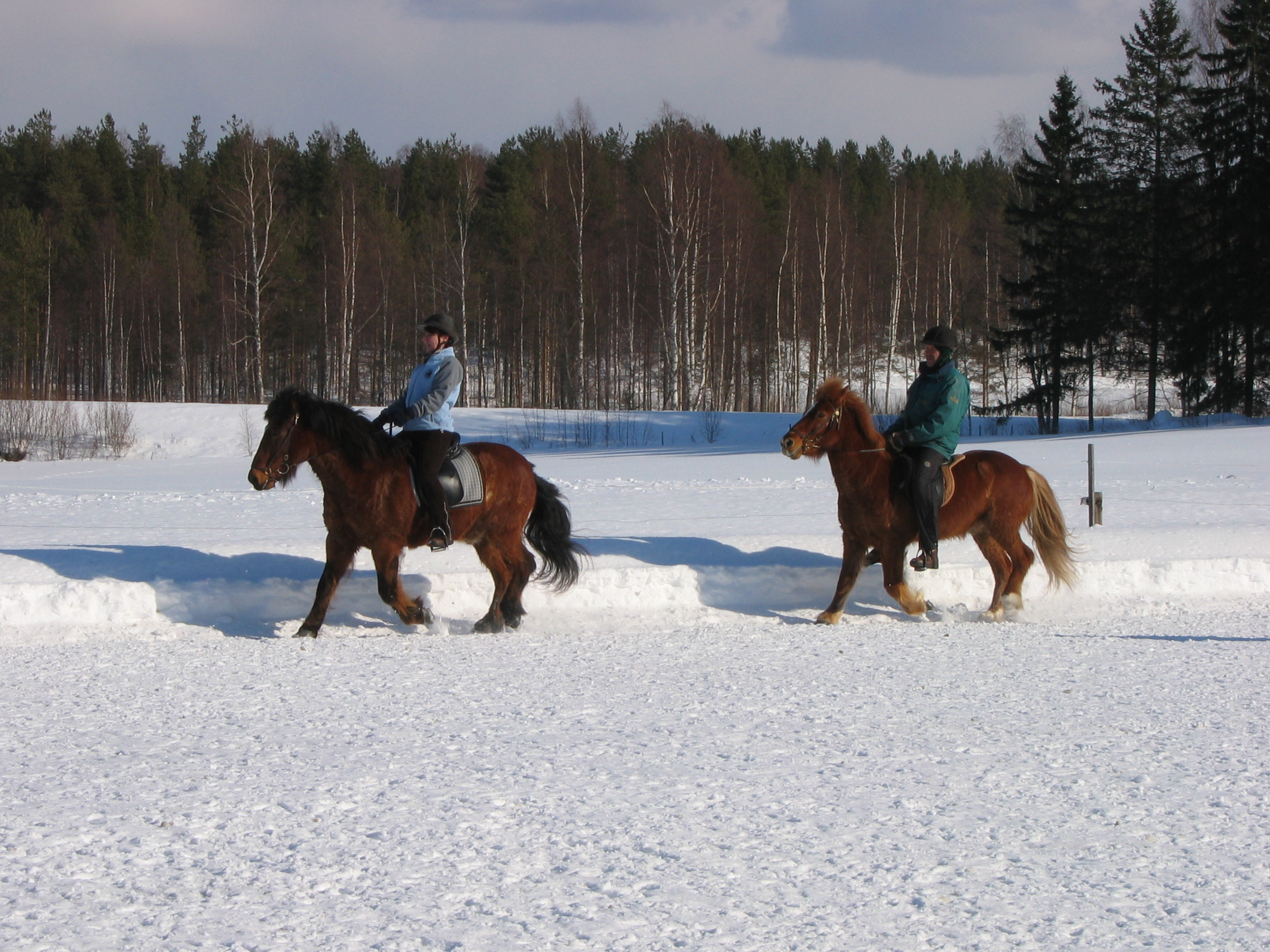 Winter Horse Riding in Europe: Where to Ride Through the Snow