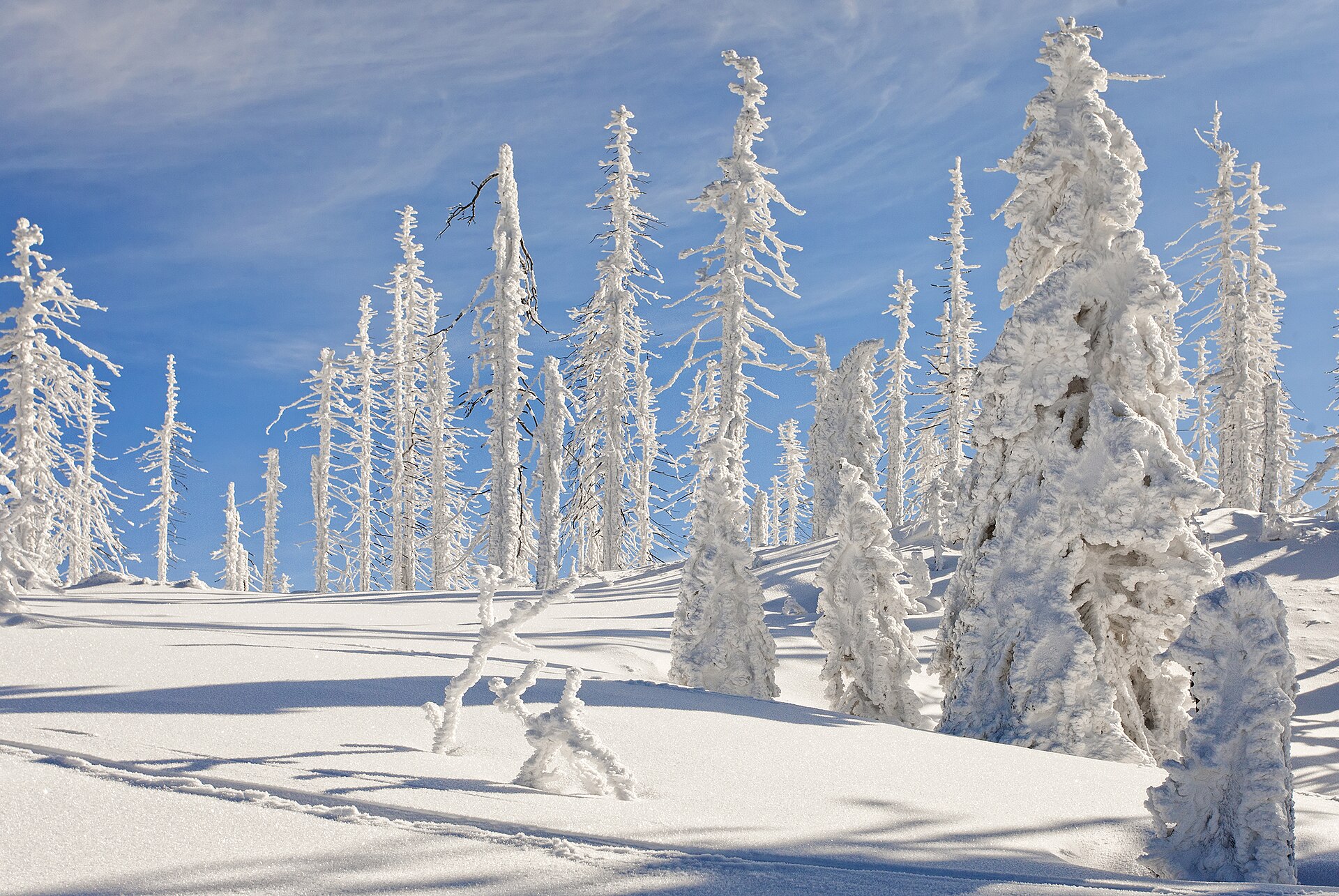 A mountain hut and frost-covered trees below the Rachel in the Bavarian Forest