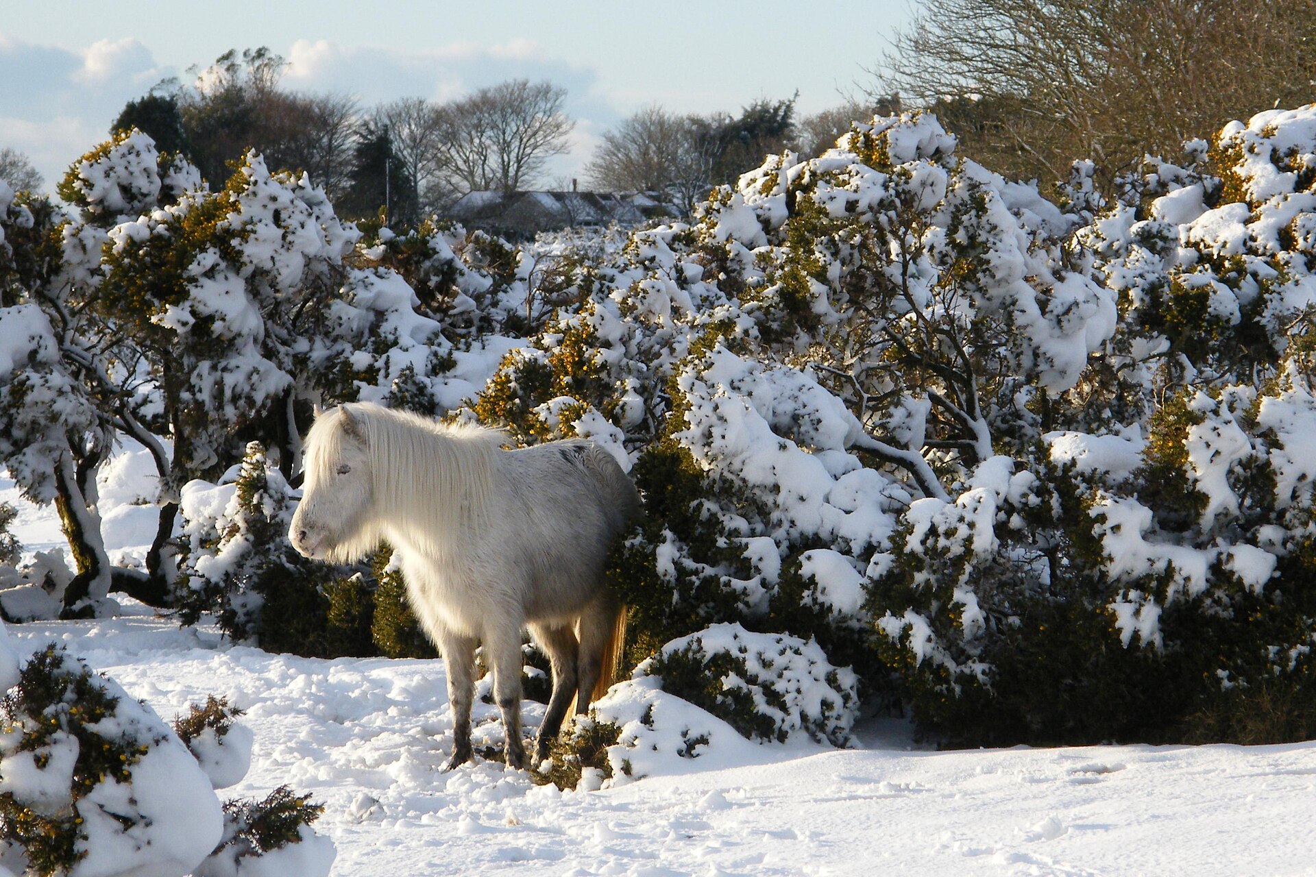 A dark Dartmoor pony standing in deep snow